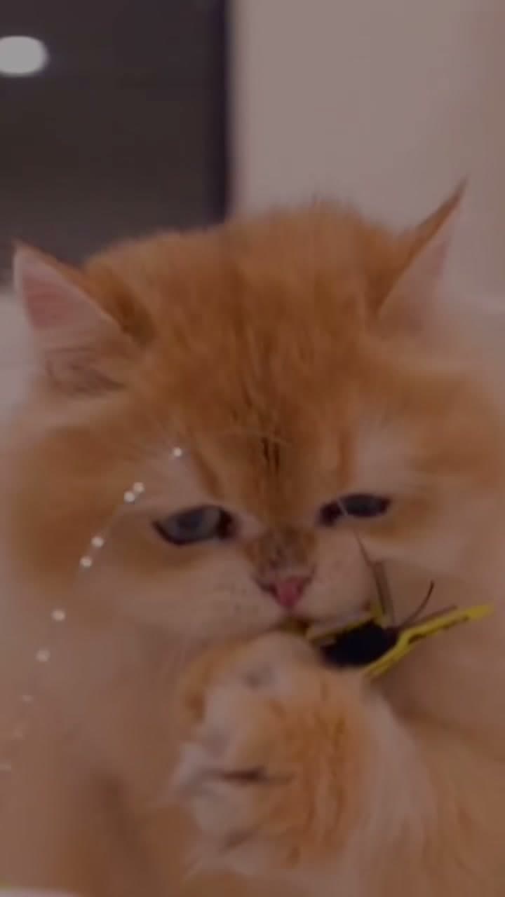 Delicious Lentil Soup, Spiced Beef Samosas, and Crispy Cheesy Egg Rolls